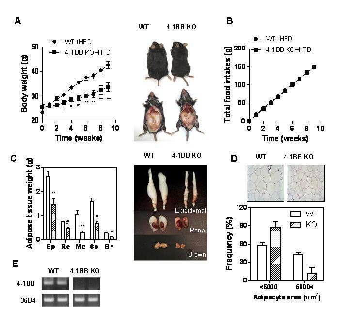 General characteristics in 4-1BB deficiency in obese mice fed a high-fat diet.