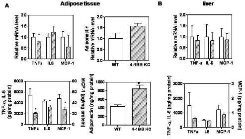 Expression of cytokine/chemokine and adipocytokine genes in adipose tissues and liver of 4-1BB-deficient obese mice