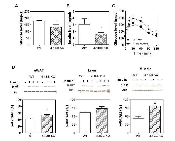 4-1BB deficiency ameliorates insulin resistance and fasting glucose levels in obese mice fed a high-fat diet.