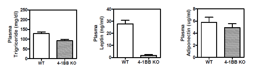 4-1BB deficiency alters metabolic parameters.