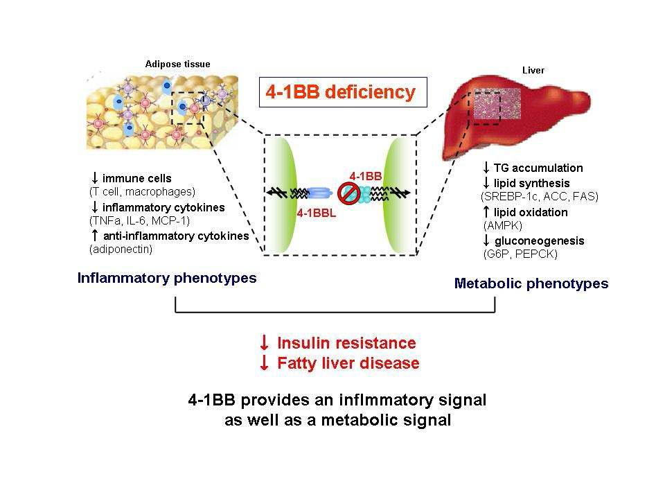 Schematic presentation for the effect of 4-1BB deficiency for obesity-induced metabolic disorders.