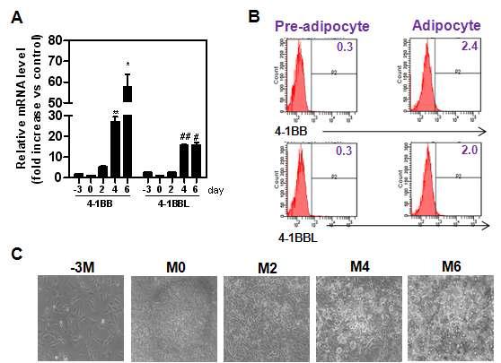 4-1BB and 4-1BBL expression on the 3T-L1 adipocyte.