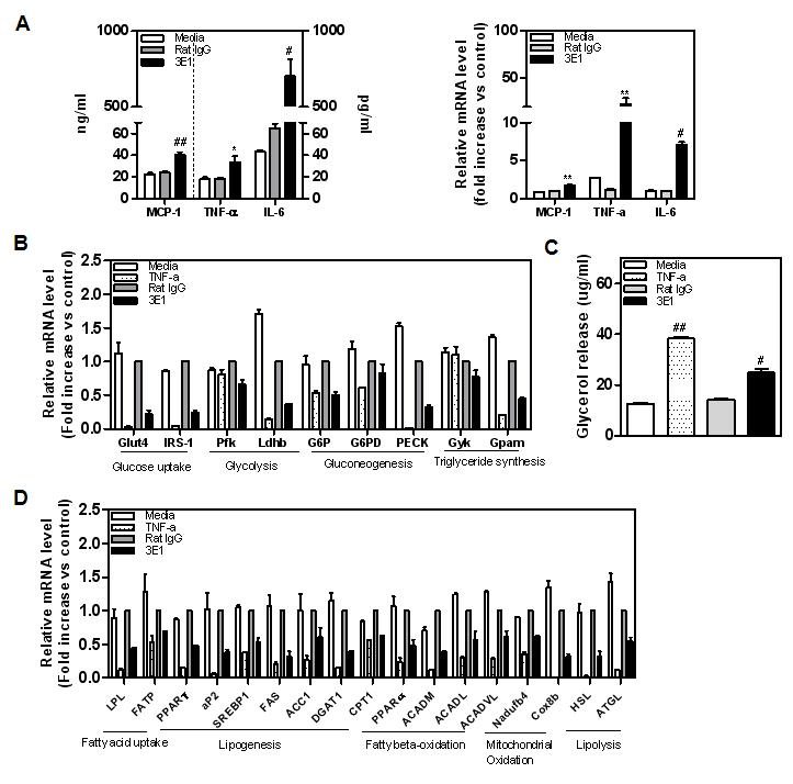 4-1BB and/or 4-1BBL stimulation enhances inflammatory cytokines expression and release from adipocyte and macrophage.