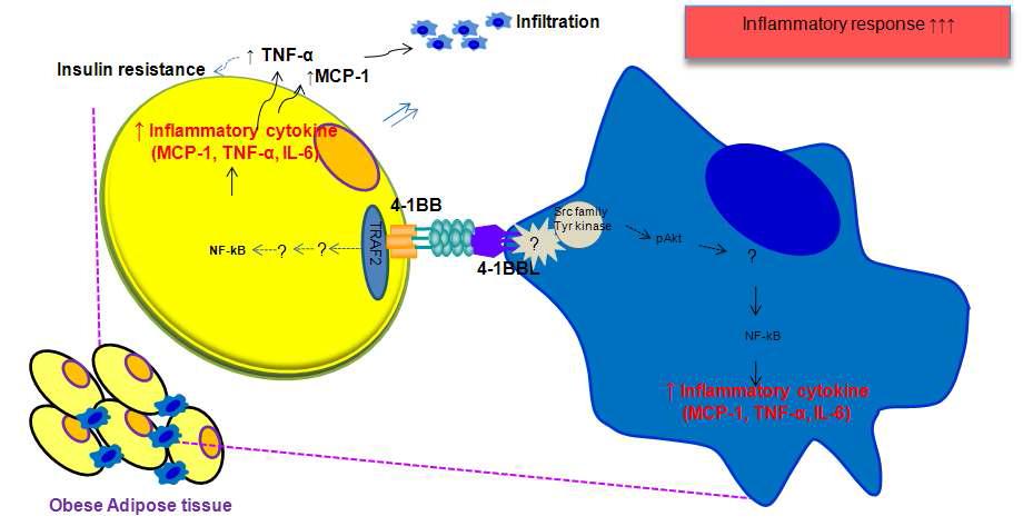 Schematic presentation for the effect of 4-1BB/4-1BBL interaction on adipose tissue inflammation.