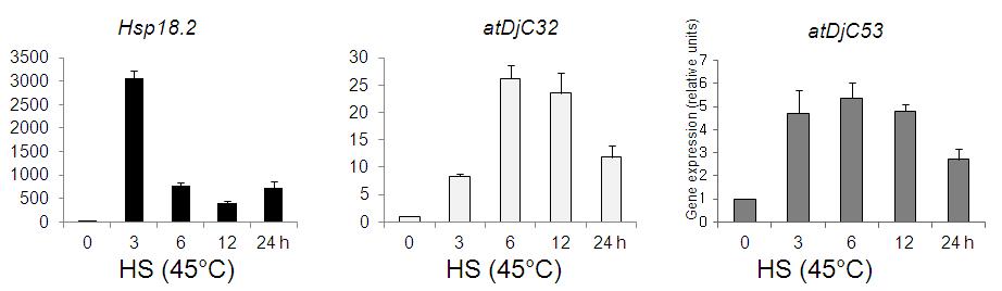 RT-PCR analysis of atDjC53 and atDjC32 genes and heat shock stress inducible genes in Arabidopsis.