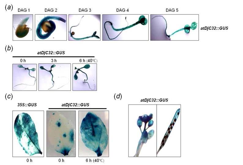 GUS expression driven by atDjp32 atDjC32 promoter in the transgenic Arabidopsis seedlings during heat shock stress and germination stage.