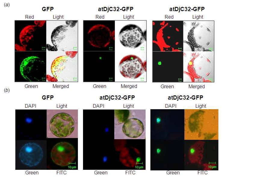 Subcellular localization of atDjC32 and atDjC53 in plant.