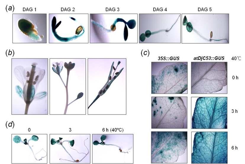 GUS expression driven by atDjC32 promoter in the transgenic Arabidopsis seedlings during heat shock stress and germination stage.