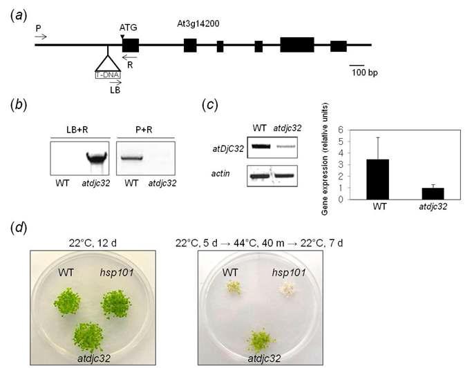 Enhanced heat shock tolerance in Arabidopsis atDjC32 T-DNA mutants.