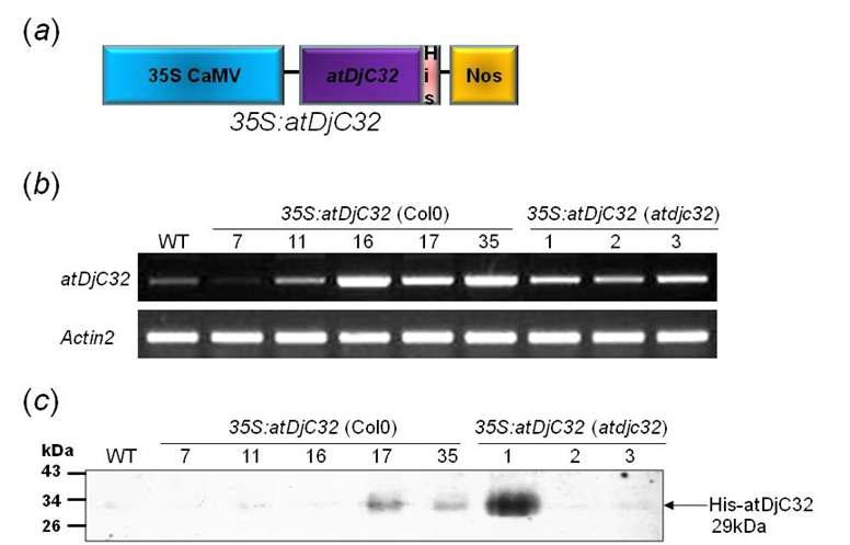 atDjC32 overexpression transgenic Arabidopsis.