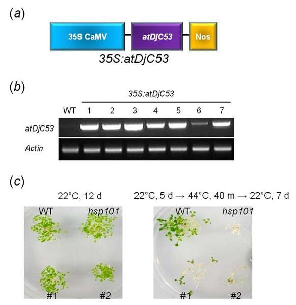 Heat stress tolerance test of atDjC53 overexpression transgenic Arabidopsis.