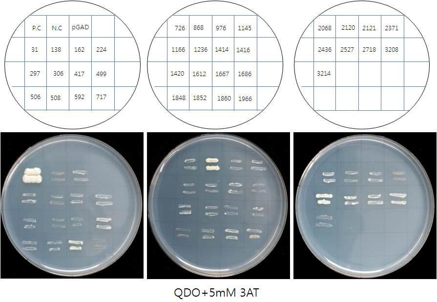 Isolation of atDjp53-interacting proteins by yeast-two hybrid system.