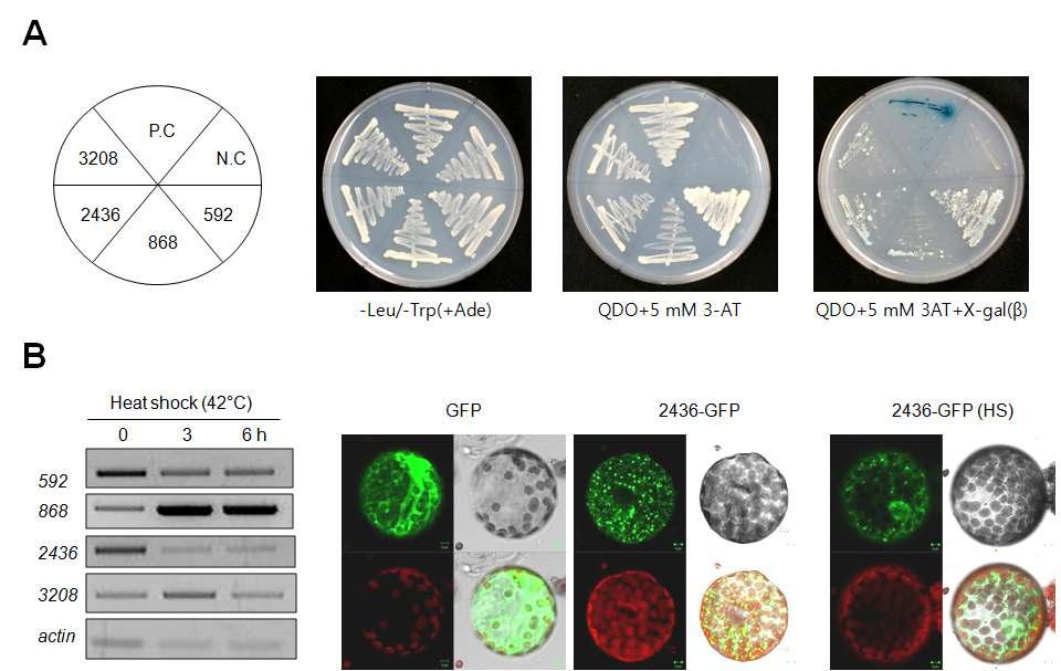 Isolation of atDjC53-interacting proteins by yeast-two hybrid system.