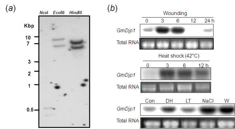 GmDjp1 RNA expression by heat shock, wounding, and high salinity stress conditions.