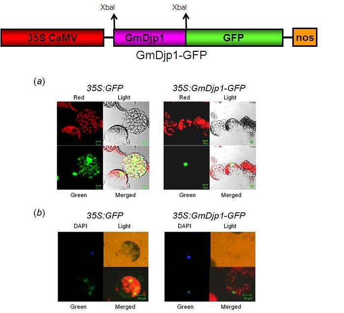 GmDlp1-GFP fusion protein targeting in tobacco epidermis.