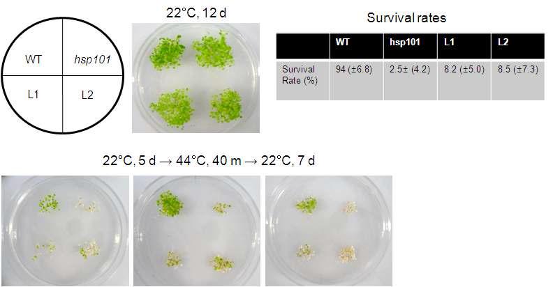 Increased heat sensitivity in GmDjp1 overexpressing Arabidopsis lines.