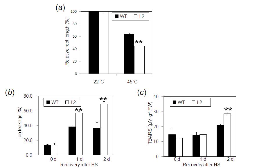 GmDjp1 transgenic plants are more sensitive to heat shock stress compared to the vector transgenic.