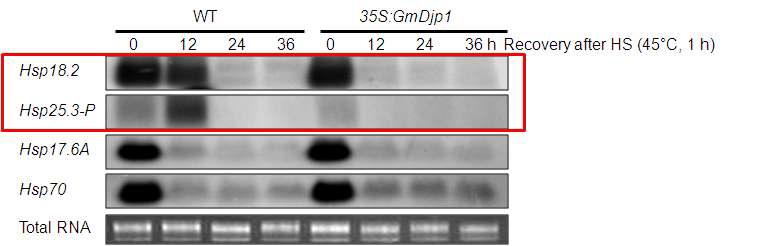 Northern blot analysis of heat shock stress inducible genes in WT and GmDjp1 overexpression transgenic Arabidopsis lines.