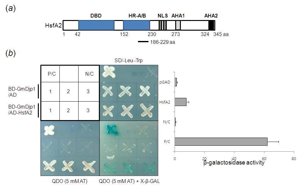 Yeast 2-hybrid test of GmDjp1 and AtHsfA2. HR-A/B region(188-229 aa) of AtHsfA2 was shwon to interact with GmDjp1 in yeast.