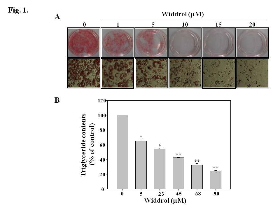 Inhibitory effect of widdrol on the lipid accumulation in 3T3-L1 adipocytes.