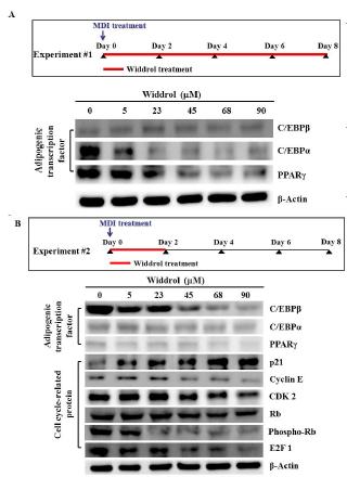 Effect of widdrol on the expression of adipogenic transcription factors in adipocyte differentiation.