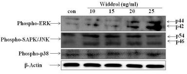 Effect of widdrol on MAPK phosphorylation.