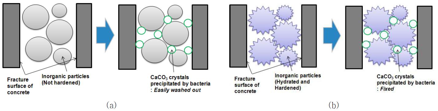 입자혼입페이스트기반 미생물 운반체에서 탄산칼슘의 생성 및 균열 충진 메카니즘: (a) 비경화입자, (b) 경화입자