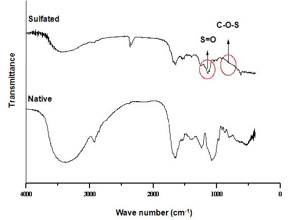 FT-IR spectrum of native and sulfated beta-glucan extracted from Phellinus linteus.