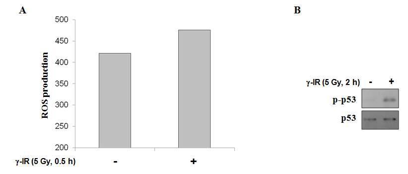Regulation of ROS production and p53 activities by γ-IR in HCT116 colon cancer cells.