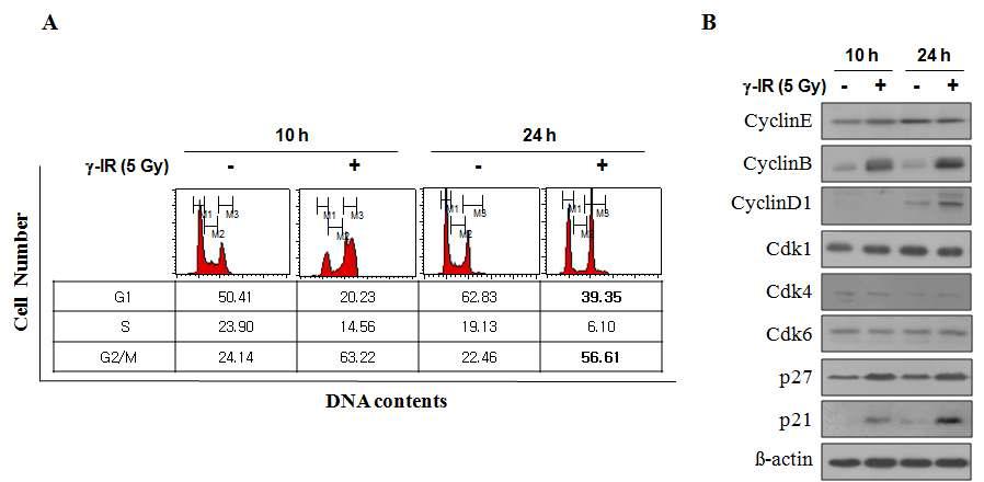 Analysis of the γ-IR-induced cell cycle changes in HCT116 colon cancer cells