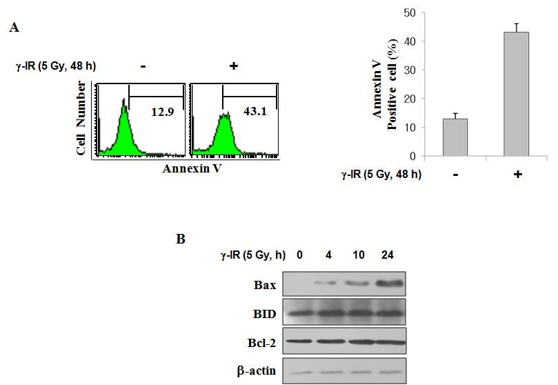 Analysis of the γ-IR-induced apoptosis in HCT116 colon cancer cells