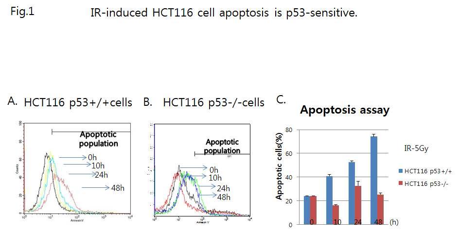 γ-IR-induced HCT116 cell apoptosis occurs in p53-sensitive manner