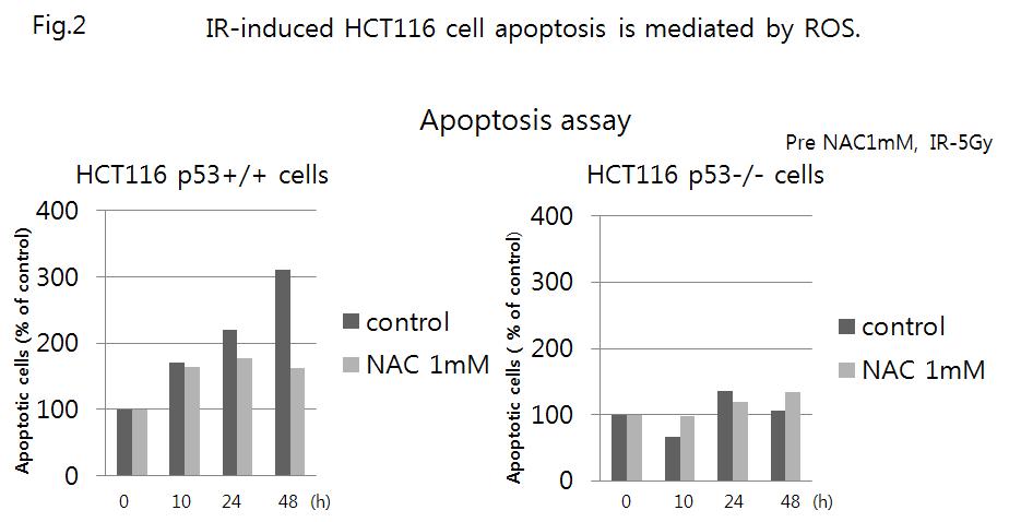 γ-IR-induced p53-sensitive apoptosis of HCT116 cell is mediated by ROS.