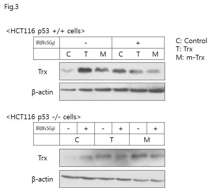 Analysis of thioredoxin levels upon transfection and by γ-IR treatment in HCT116 p53+/+ vs p53-/- cells.