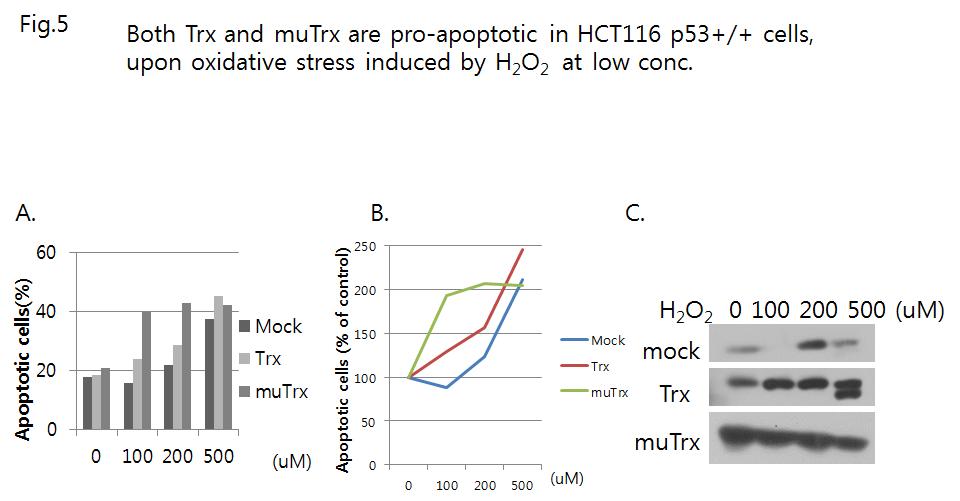 Trx and m-Trx are proapoptotic in HCT116 cells irrespective of the redox activity under oxidative stress.