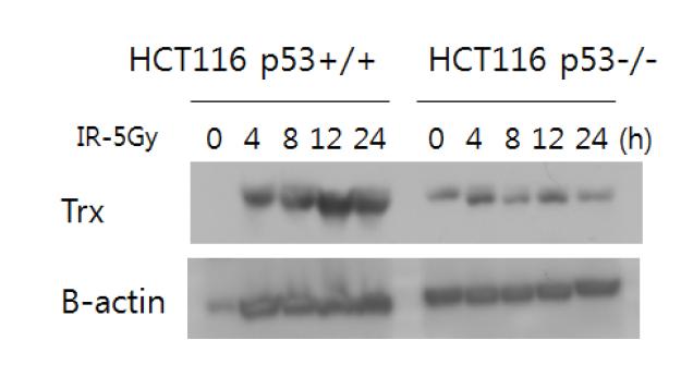 Role of p53 in γ-IR-mediated thioredoxin inducibility: Trx level is maintained low in p53-deficient cells.