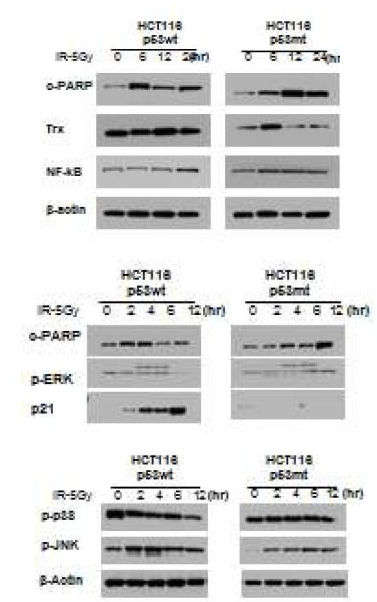 Analysis of signaling molecules associated with stress response induced by γ -IR in p53+/+and p53-/- HCT116 tumor cells.