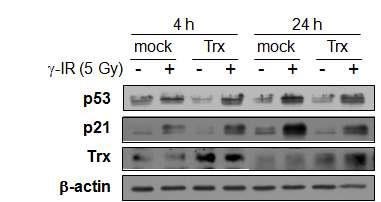 Effect of thioredoxin on the γ-IR-induced p53 and p21 expression of HCT116 cells.