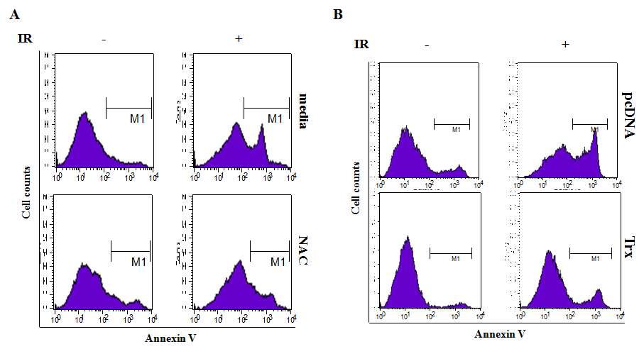 Effect of thioredoxin on the γ-IR-induced apoptosis of Jurkat T cells: anti-apoptotic effects by thioredoxin.