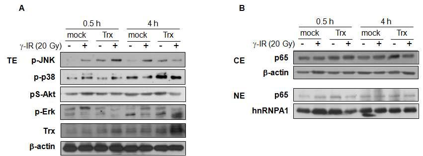 Effect of thioredoxin transfection on the γ-IR-induced MAPK and NF-kB activities of Jurkat T cells.