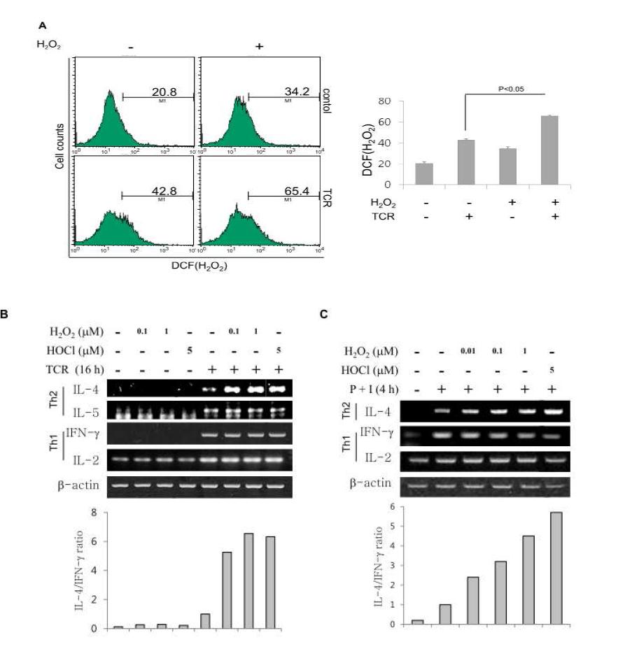 Selective regulatory effect of ROS signal on Th1/Th2 cytokine production in conjunction with TCR stimulation: ROS promotes Th2/Th1 balance upon T cell activation.