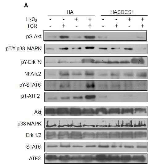 Negative regulatory effects of SOCS1 on ROS/TCR-induced Akt/p38 MAPK STAT6/ATFII activation during Th2 cytokine induction.