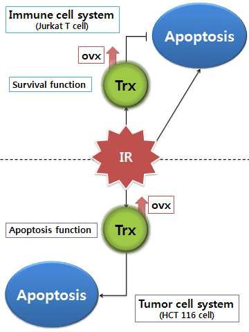 Differential regulation of apoptotic response of tumor vs immune cells by thioredoxin