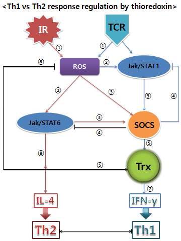 Regulation of Th1 vs Th2 response by thioredoxin