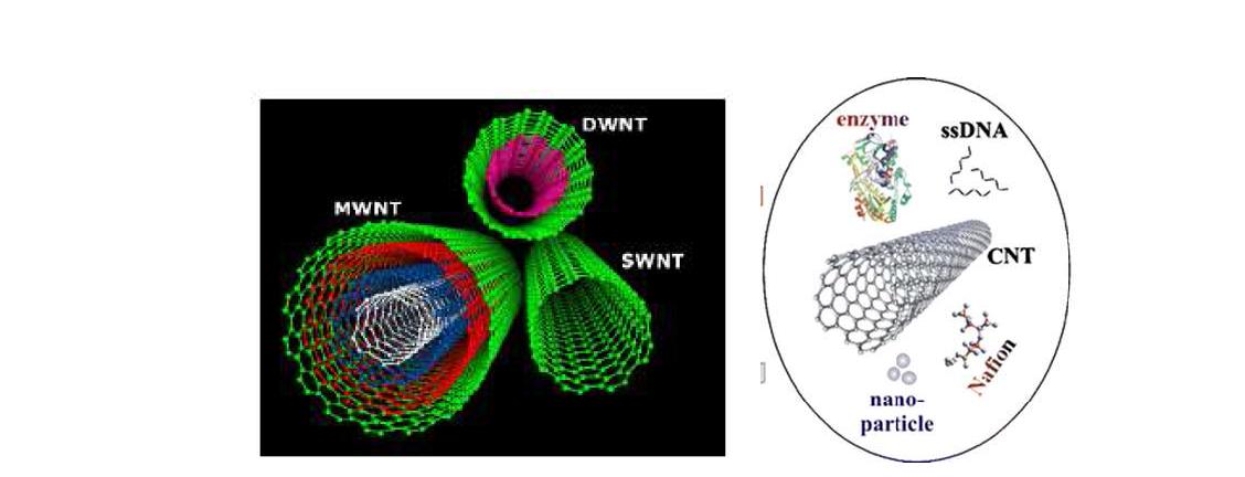 여러 종류의 탄소나노튜브 (좌) 와 탄소나노튜브와 결합하는 바이오물질들 (우)