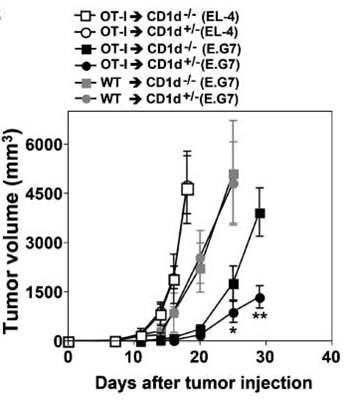 CD8 T의 이차면역반응에 NKT 세포가관여한다.