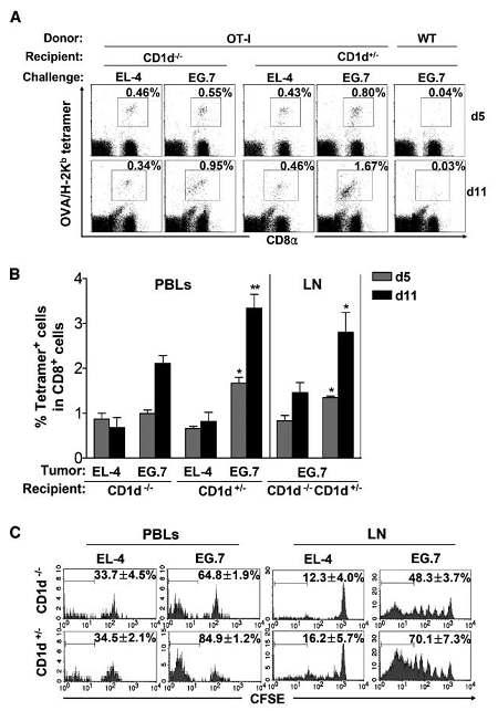 암 특이 CD8 T의 이차면역반응에 NKT 세포가관여한다