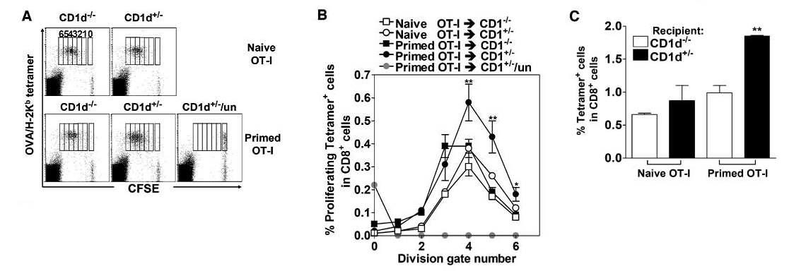 펩타이드 항원에 대한 기억 CD8 T 세포의 적절한 재활성 반응을 위하여 NKT 세포가 필요함.