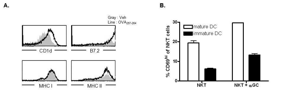이차 면역 반응에서 NKT 세포의 재도입에 의해 CD8 T 세포의 면역반응이 증가되다
