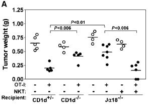 면역화된 CD8 T 세포에 의해 활성화된 DC는 NKT 세포의 활성을 증가시킨다